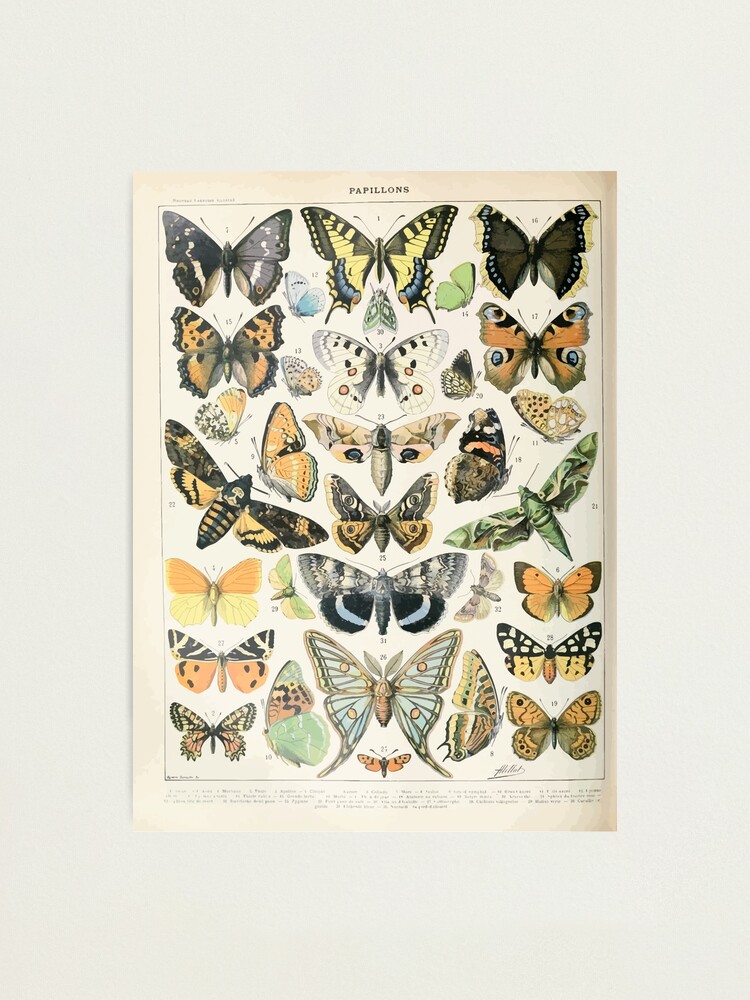Alternate view of Adolphe Millot papillons A Photographic Print