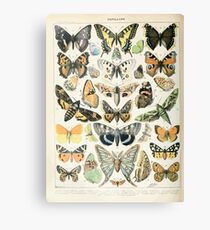 Adolphe Millot papillons A Leinwanddruck