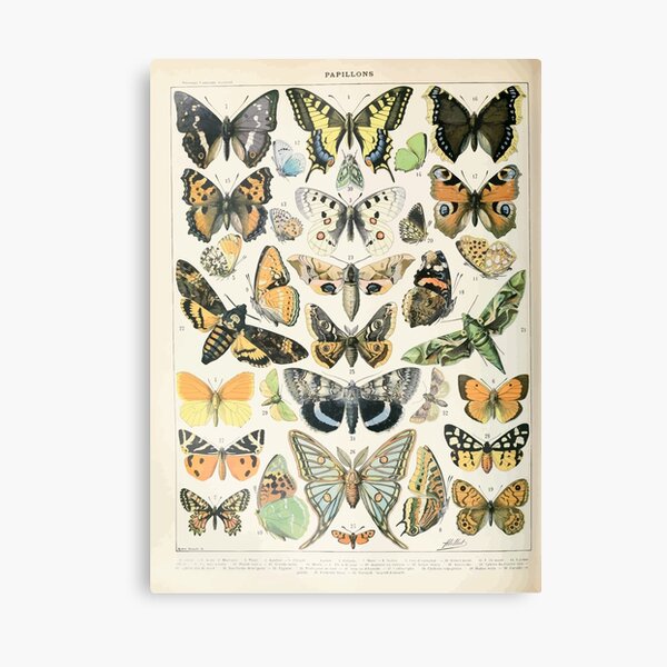 Item preview, Adolphe Millot papillons A designed and sold by wetdryvac.