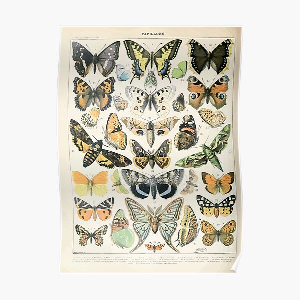 Adolphe Millot papillons A Poster