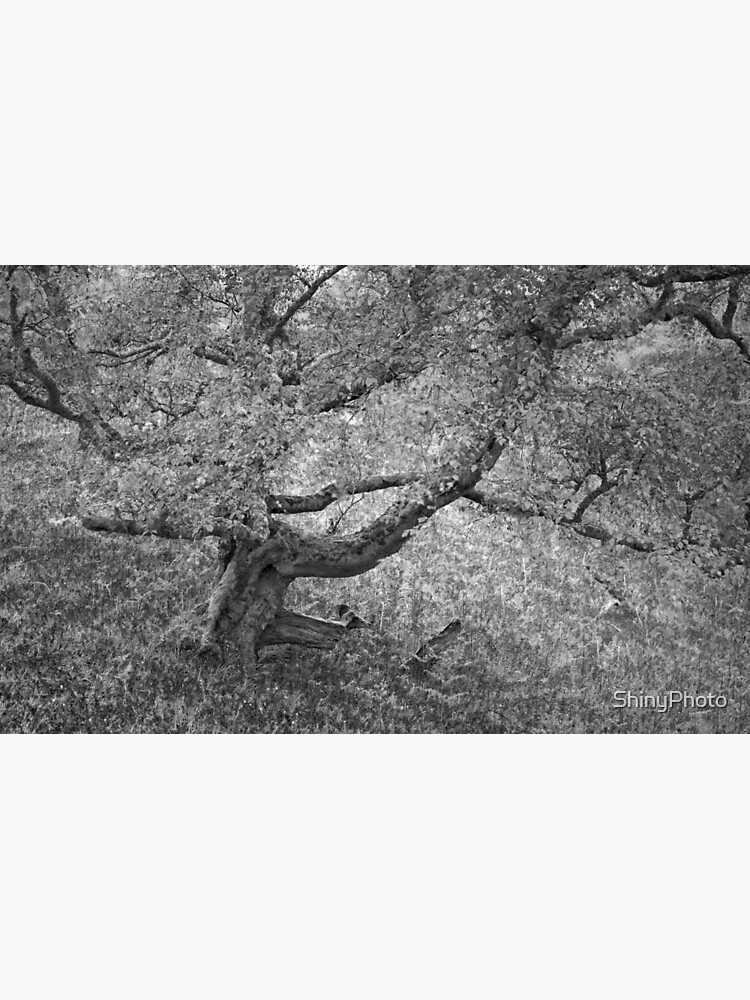 Complexity by ShinyPhoto