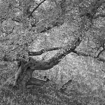 Artwork thumbnail, Complexity by ShinyPhoto