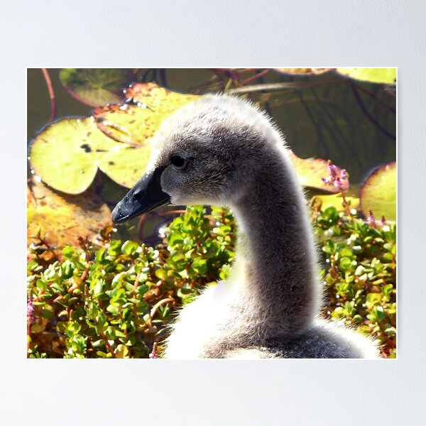 Item preview, Black Swan Cygnet designed and sold by stevealder.