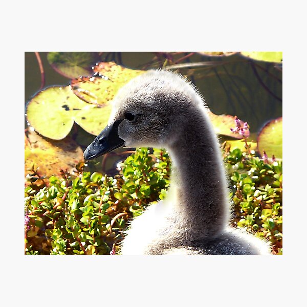 Item preview, Black Swan Cygnet designed and sold by stevealder.
