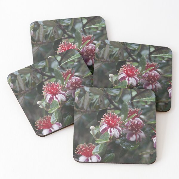 Item preview, Feijoa flower at Magpie Springs by South Australian artist Avril Thomas designed and sold by MagpieSprings.
