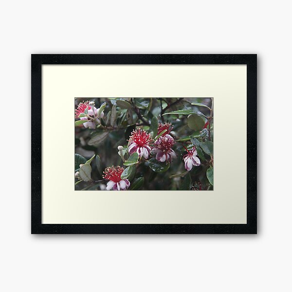 Feijoa - Magpie Springs - Adelaide Hills Wine Region - Fleurieu Peninsula by South Australian artist Avril Thomas Framed Art Print