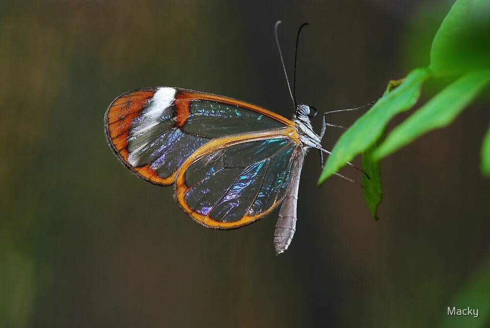 ""Cellophane Wings"" by Macky Redbubble