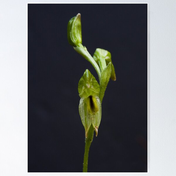 Item preview, Pterostylis chlorogramma  Green-striped Greenhood designed and sold by David  Piko.