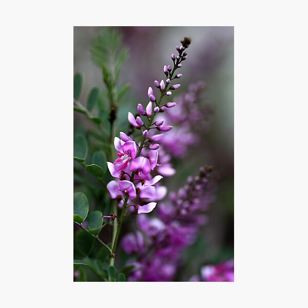 Pretty in Pink Photographic Print