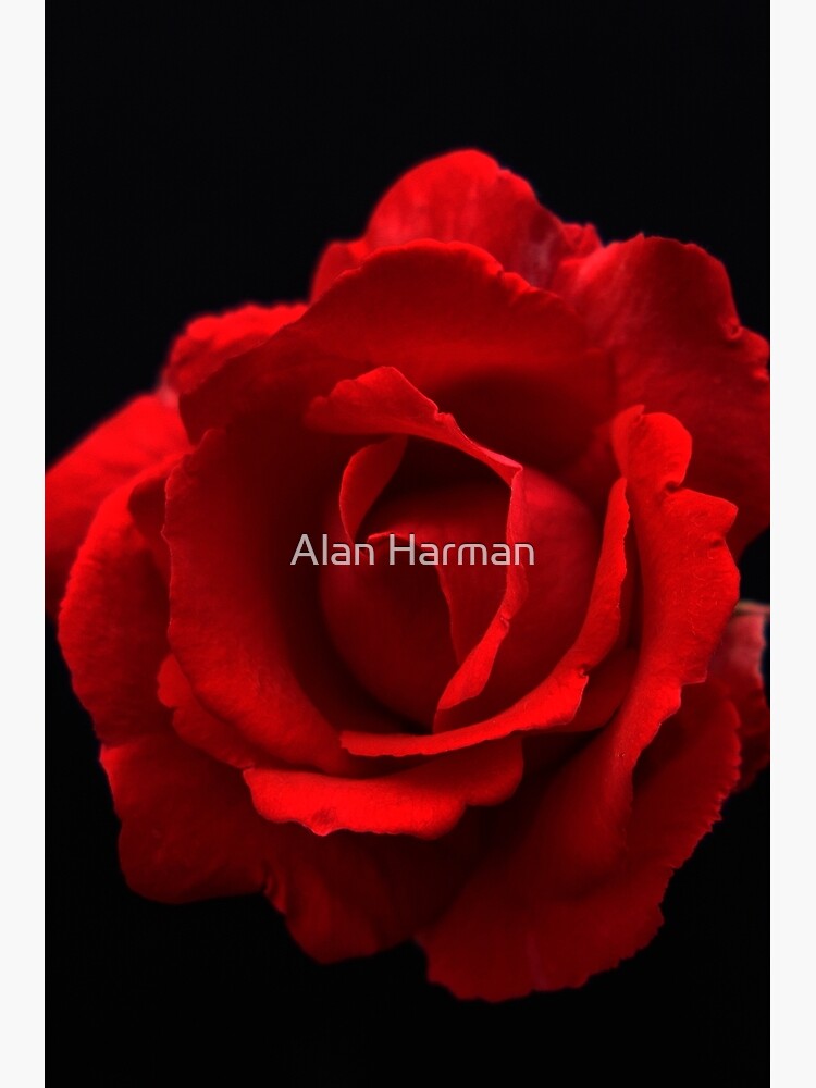 Red Rose by AlanHarman