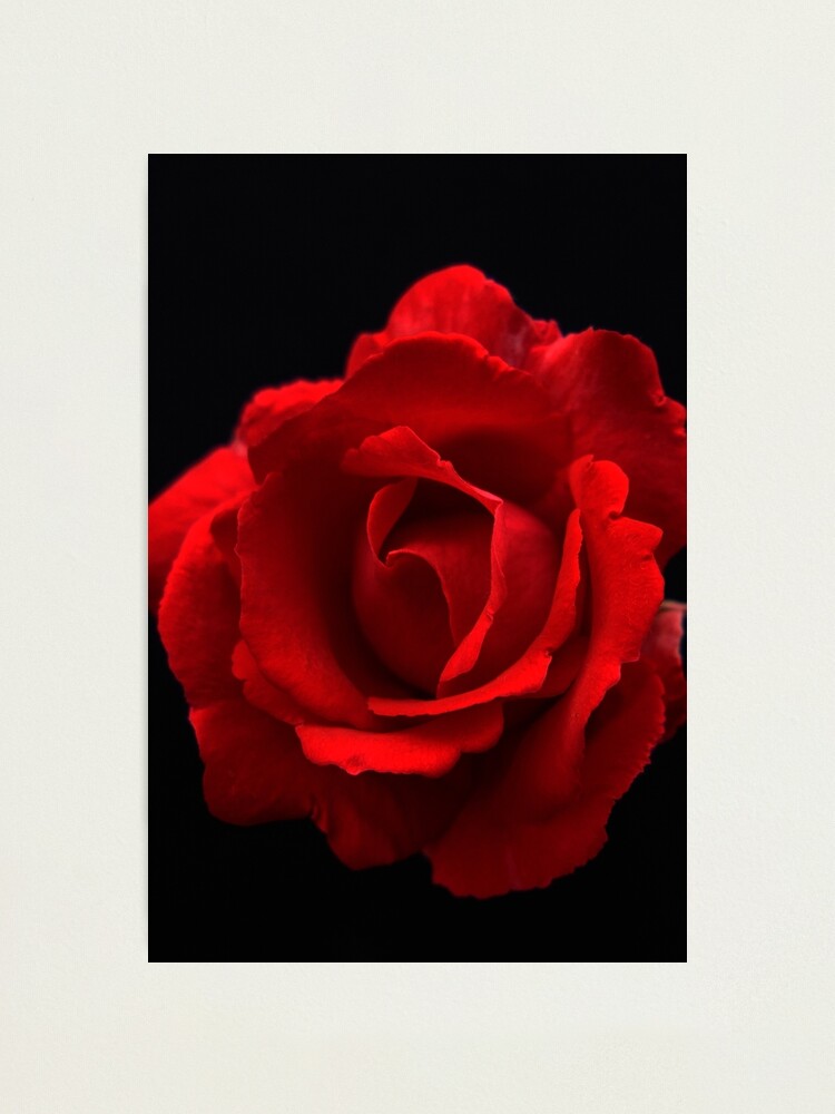 Alternate view of Red Rose Photographic Print