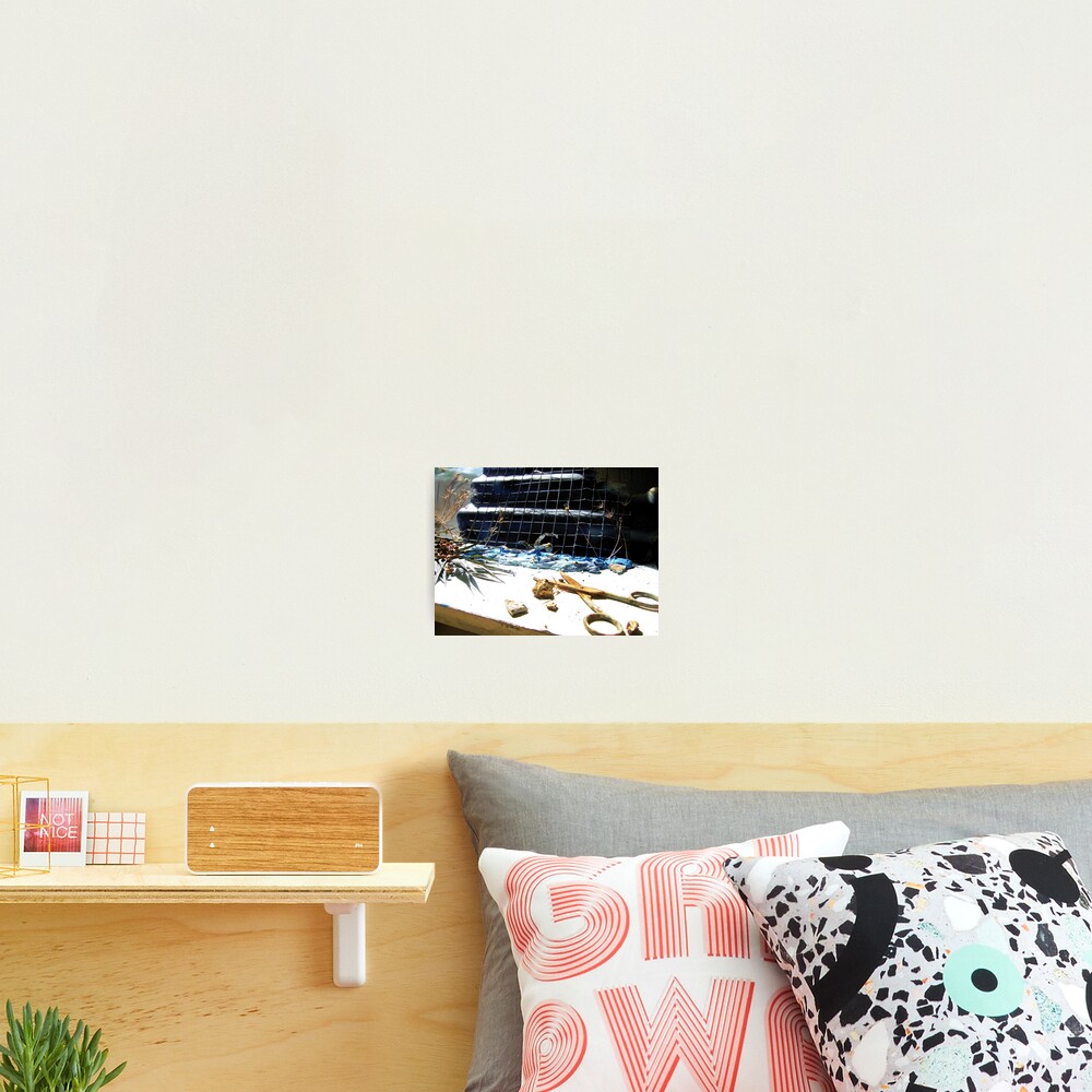 Swimming Composition Photographic Print