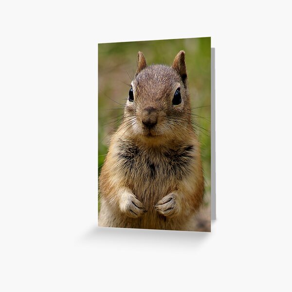 You Have His Attention Greeting Card