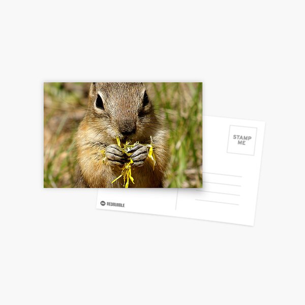 untitled Postcard