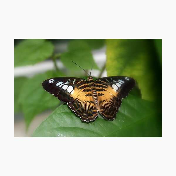 Item preview, Clipper Butterfly (Parthenos sylvia)  designed and sold by AuntDot.