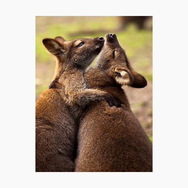 Hugs Photographic Print