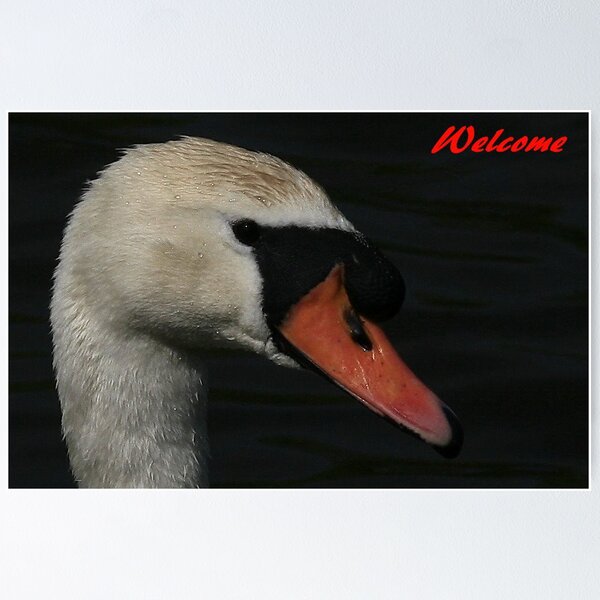 Item preview, Cards designed and sold by snapdecisions.