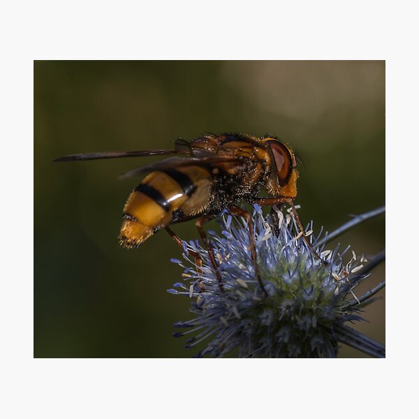 Queen Hoverfly on Thistle Photographic Print
