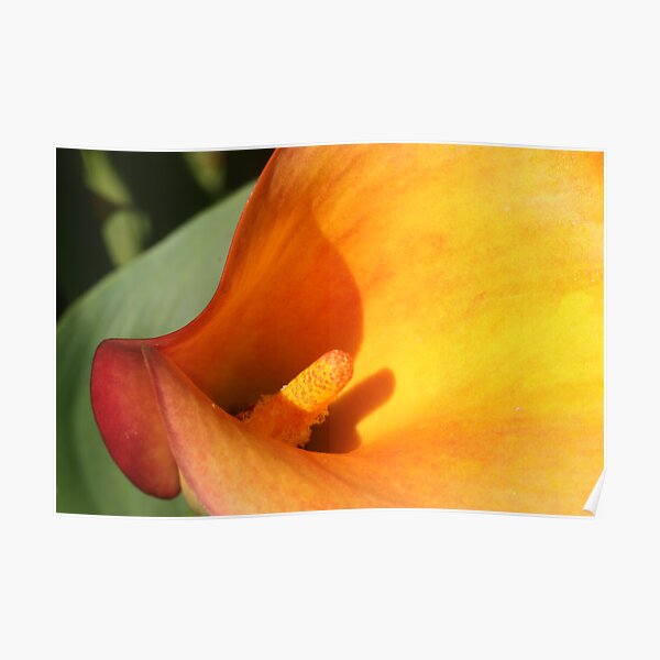 lily curves Poster