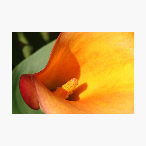 Item preview, lily curves designed and sold by yvesrossetti.