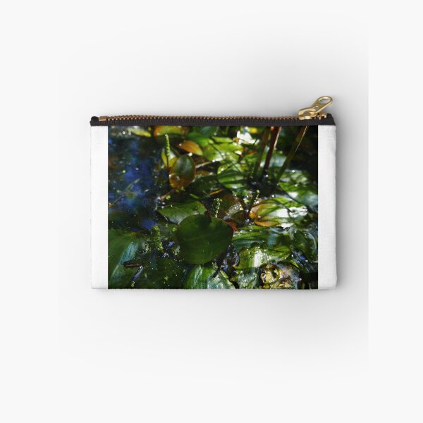 Item preview, Bog Pondweed (Potamogeton polygonifolius) designed and sold by IOMWildFlowers.