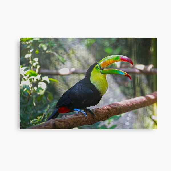 Item preview, Laughing Toucan designed and sold by mahindle.