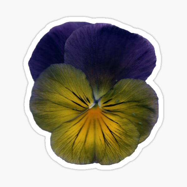 Stiefmütterchen-Blüte Sticker