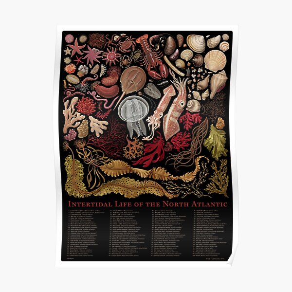 Intertidal Life of the North Atlantic Poster