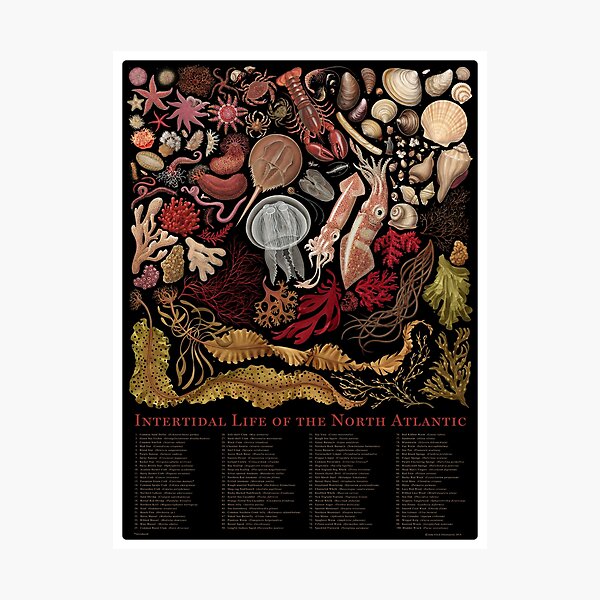 Item preview, Intertidal Life of the North Atlantic designed and sold by JadaFitch.