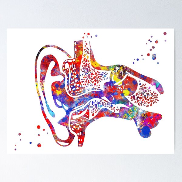 Item preview, Ear, Ear anatomy designed and sold by Rosaliartbook.