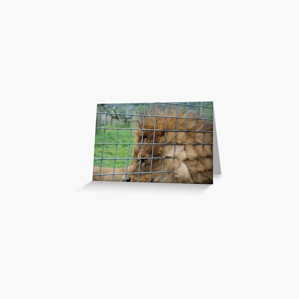 Majestic lion the king of jungle in enclosure zoo Greeting Card