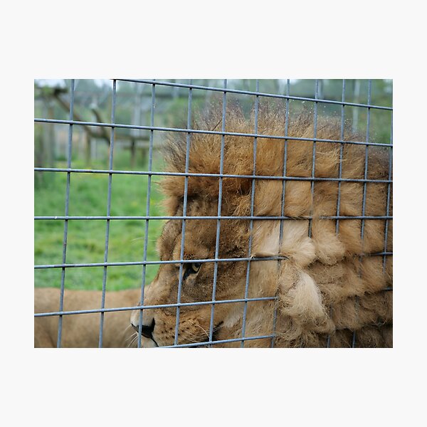 Majestic lion the king of jungle in enclosure zoo Photographic Print