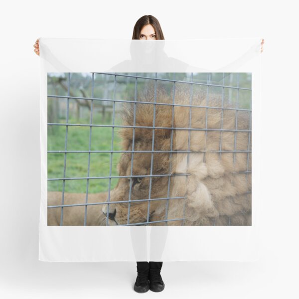 Majestic lion the king of jungle in enclosure zoo Scarf