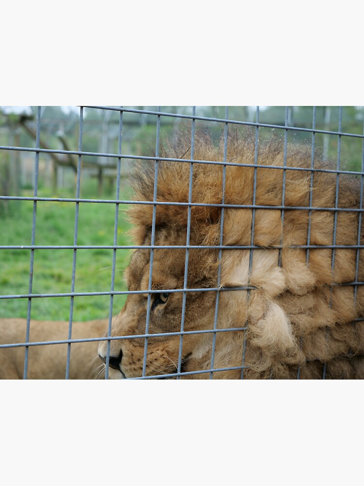 Majestic lion the king of jungle in enclosure zoo by santoshputhran