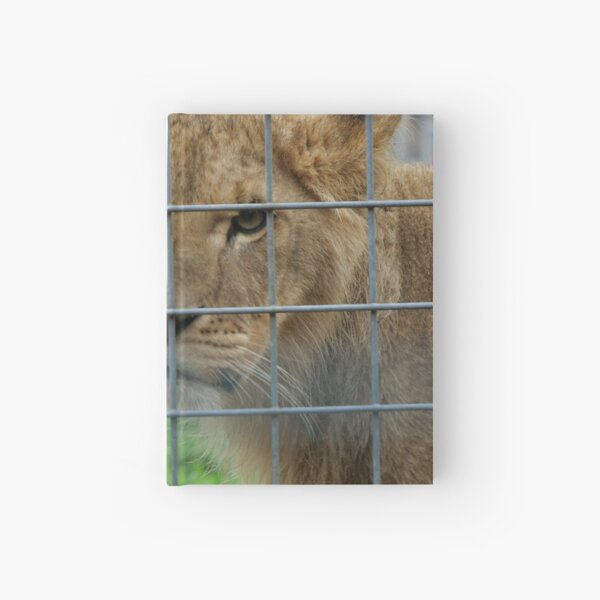 Lioness stare from inside enclosure zoo Hardcover Journal