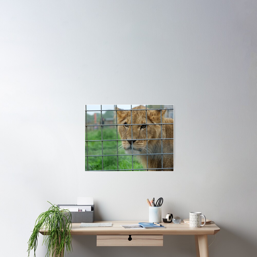 Lioness stare from inside enclosure zoo Poster