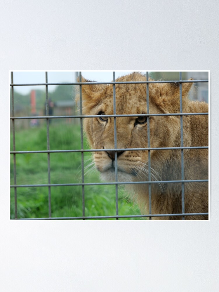Alternate view of Lioness stare from inside enclosure zoo Poster