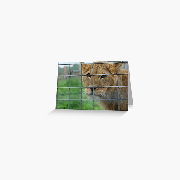 Lioness stare from inside enclosure zoo Greeting Card