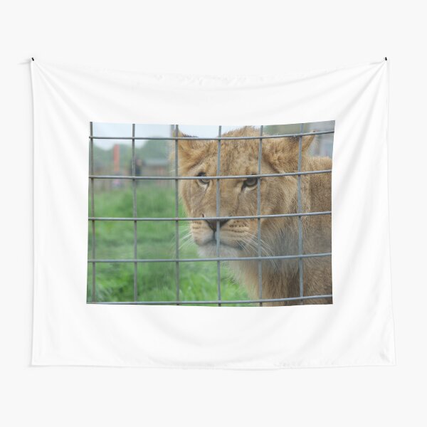 Lioness stare from inside enclosure zoo Tapestry