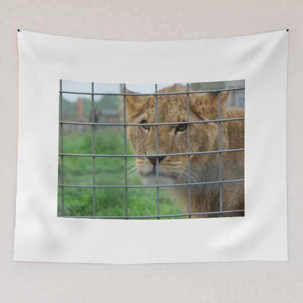 Item preview, Lioness stare from inside enclosure zoo designed and sold by santoshputhran.