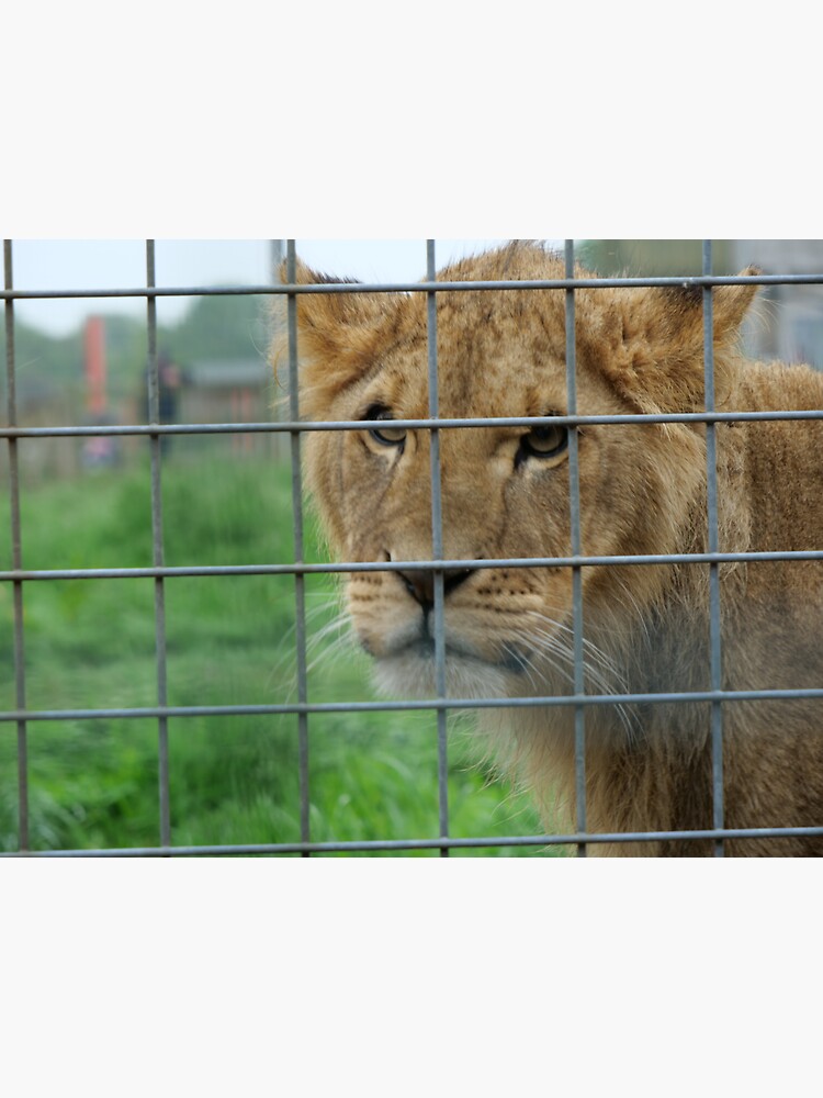 Lioness stare from inside enclosure zoo by santoshputhran