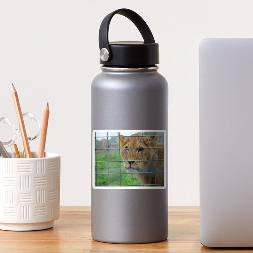 Lioness stare from inside enclosure zoo Sticker