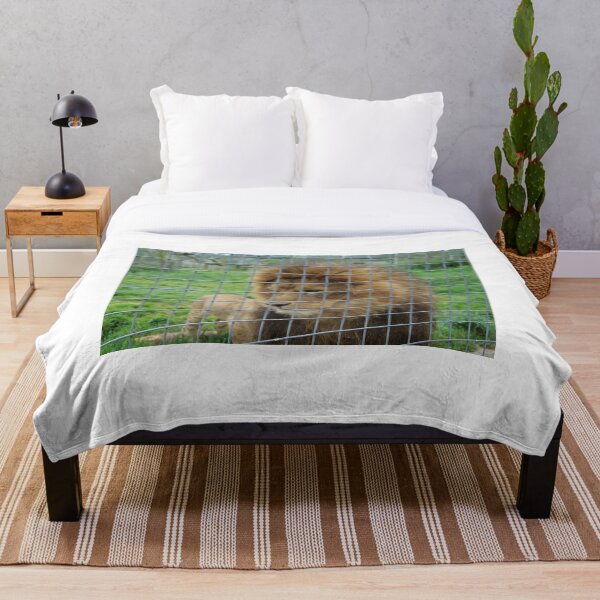 Lion staring at the food in zoo Throw Blanket