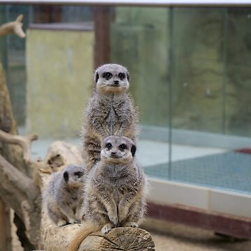 Artwork thumbnail, Teamwork of Meerkats by santoshputhran