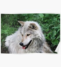 Grisham the Gray Wolf Poster
