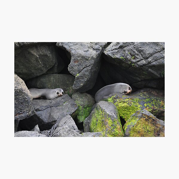 Four Eyes Photographic Print