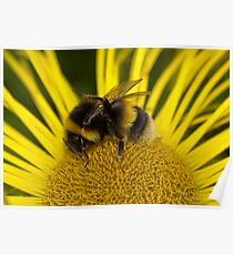 Clean bee Poster