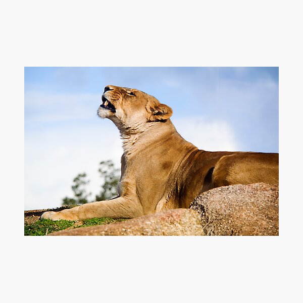 King Of The Hill Photographic Print