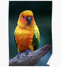 Sun Conure Poster