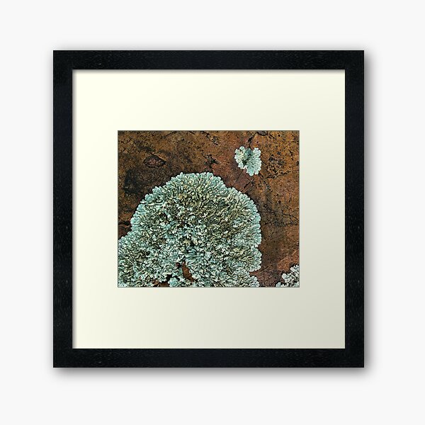 Item preview, Lichen on Quartzite II designed and sold by hastypudding.